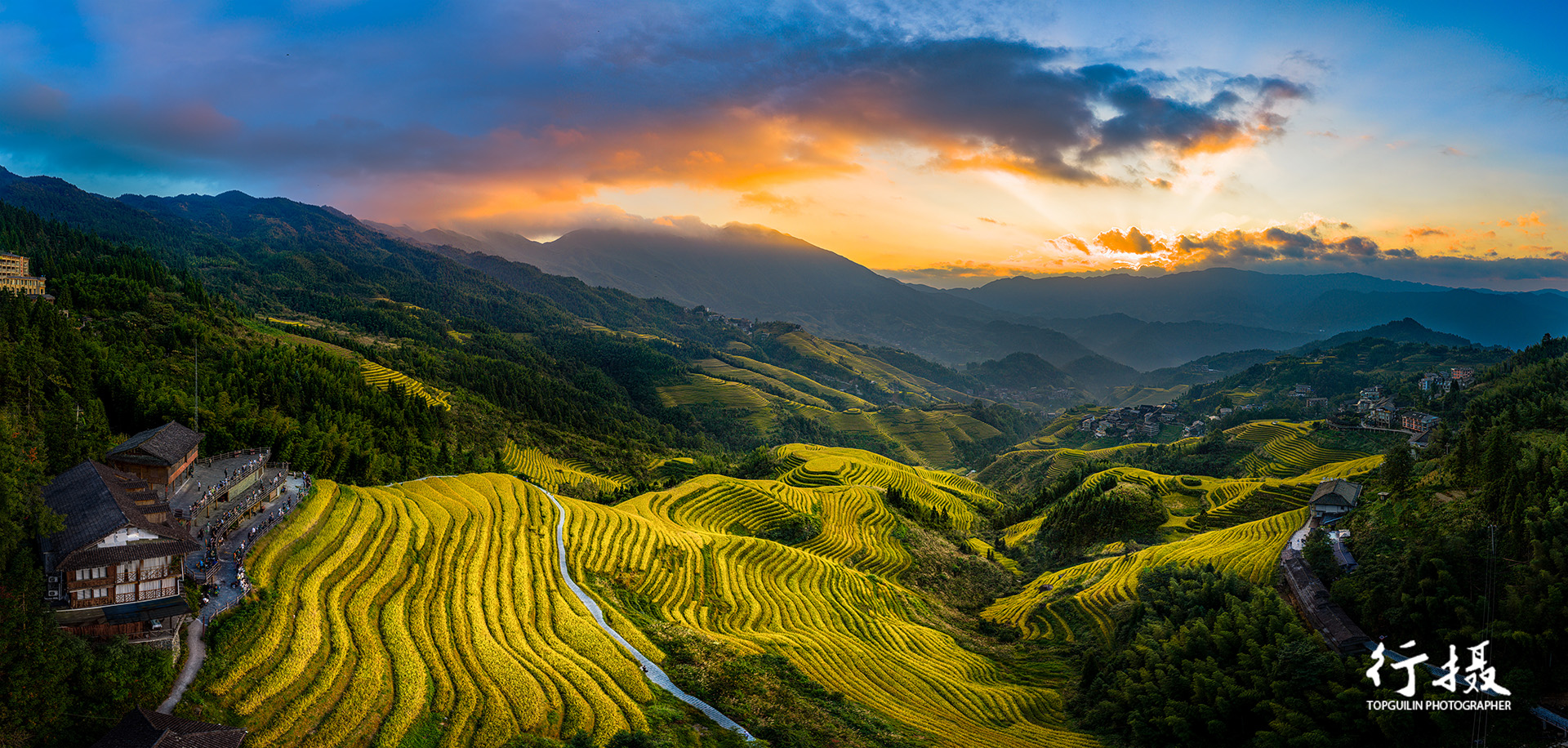 Longji terraces golden